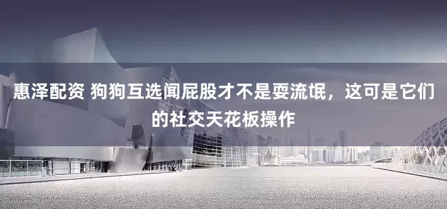 惠泽配资 狗狗互选闻屁股才不是耍流氓，这可是它们的社交天花板操作